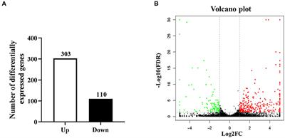 Transcriptomic Profiles of Splenic CD19+ B Cells in Mice Chronically Infected With the Larval Echinococcus granulosus